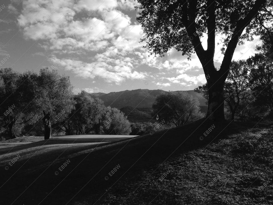 Grand arbre et ciel nuageux au-dessus des collines