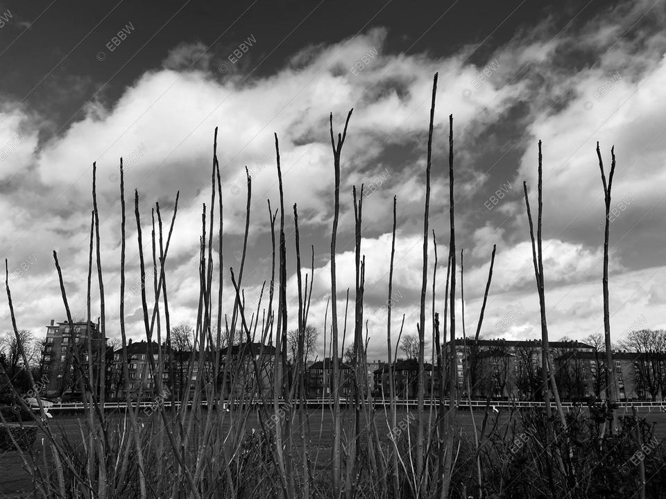 Tiges dressées devant des nuages et des immeubles