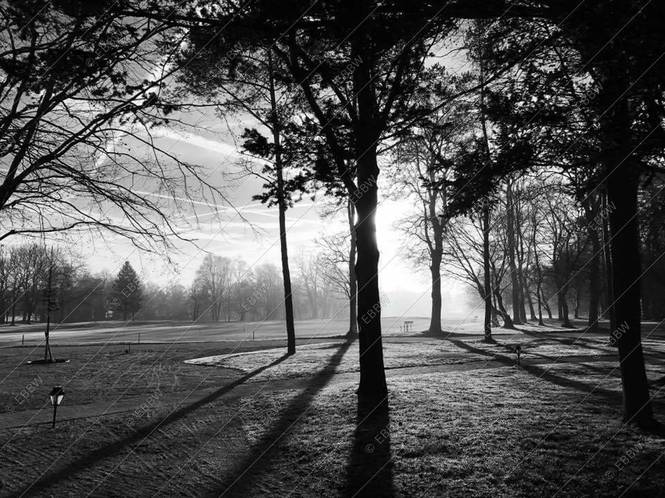 Arbres à contre-jour et longues ombres sur l’herbe