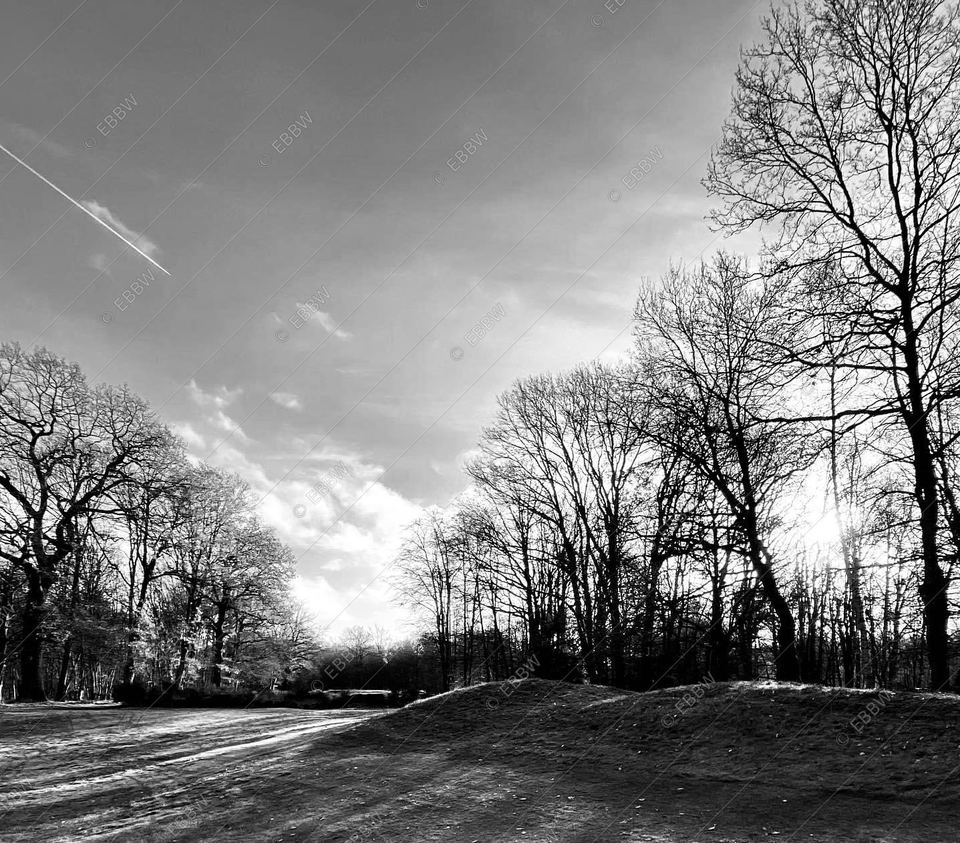 Arbres nus sous un ciel d’hiver lumineux