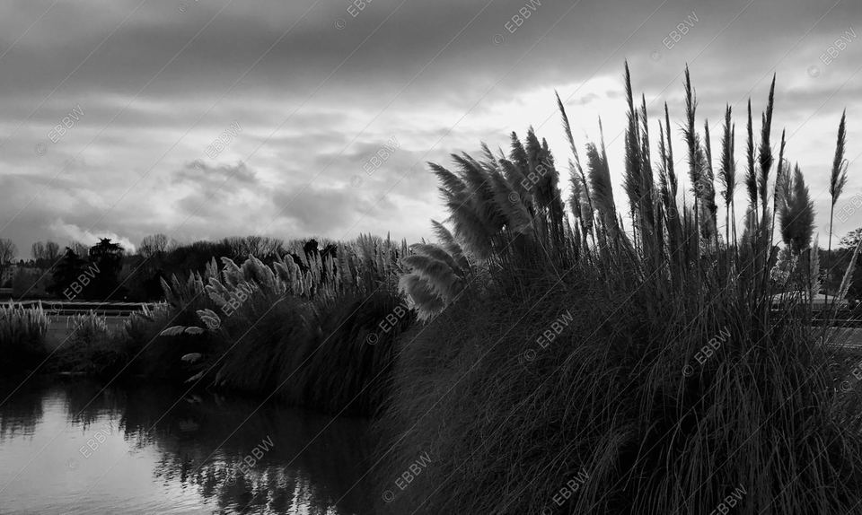 Herbes de la pampa au bord de l’eau