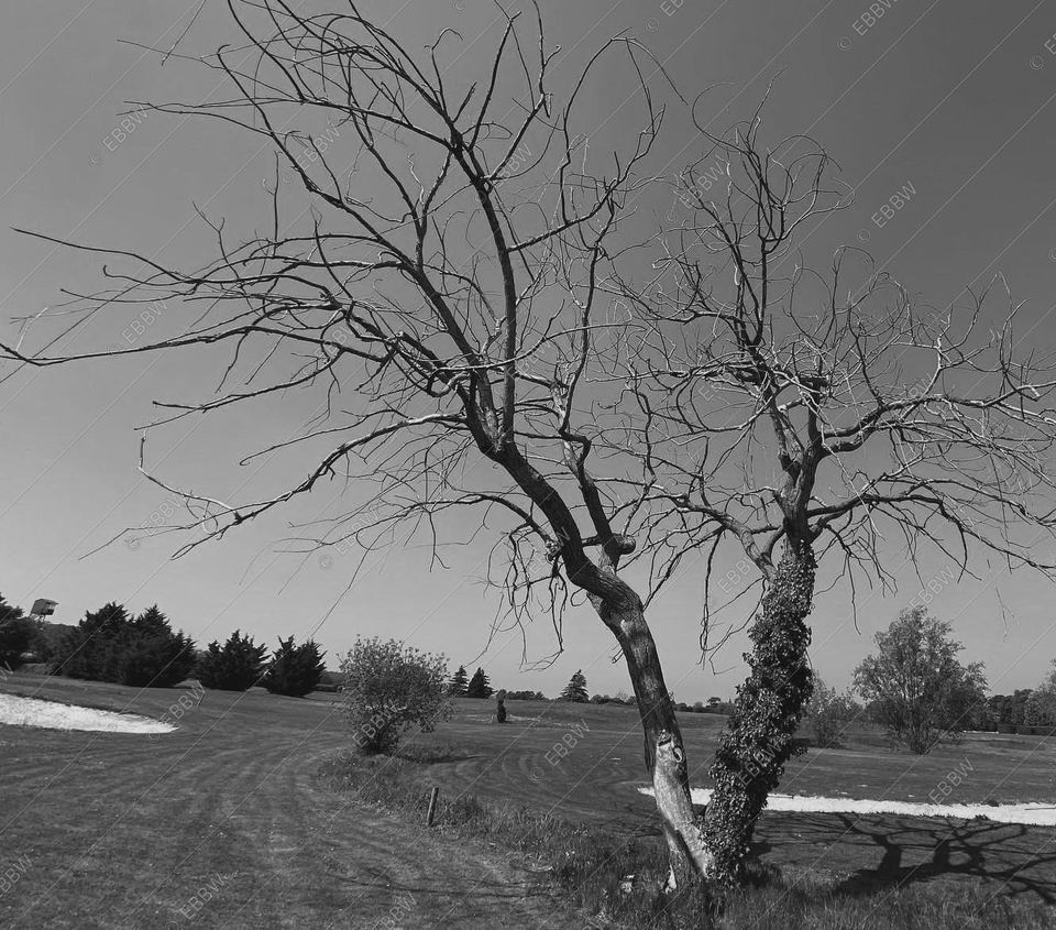 Arbre mort aux branches nues