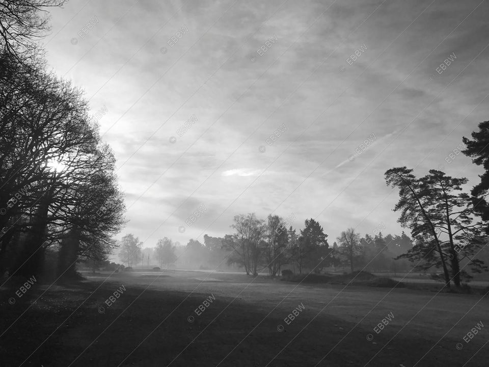 Parcours dans la brume du matin, arbres à contre-jour