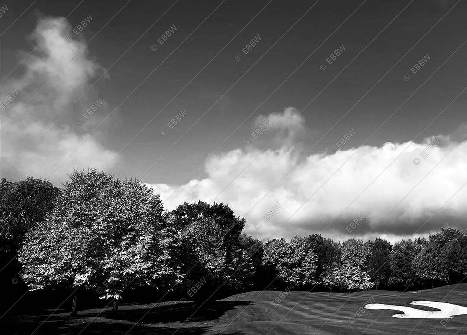 Rangée d’arbres sous un grand nuage blanc