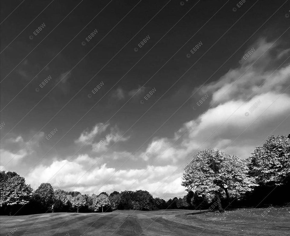 Ciel immense au-dessus d’une ligne d’arbres