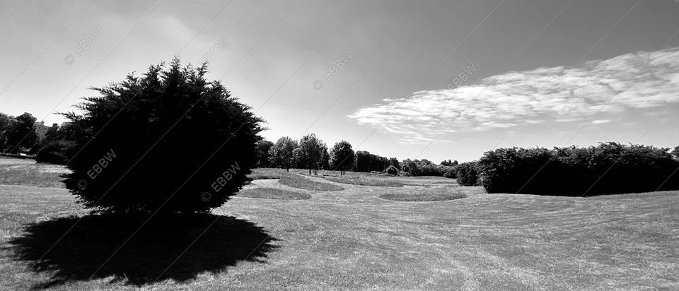 Arbre au feuillage dense et son ombre sur une pelouse