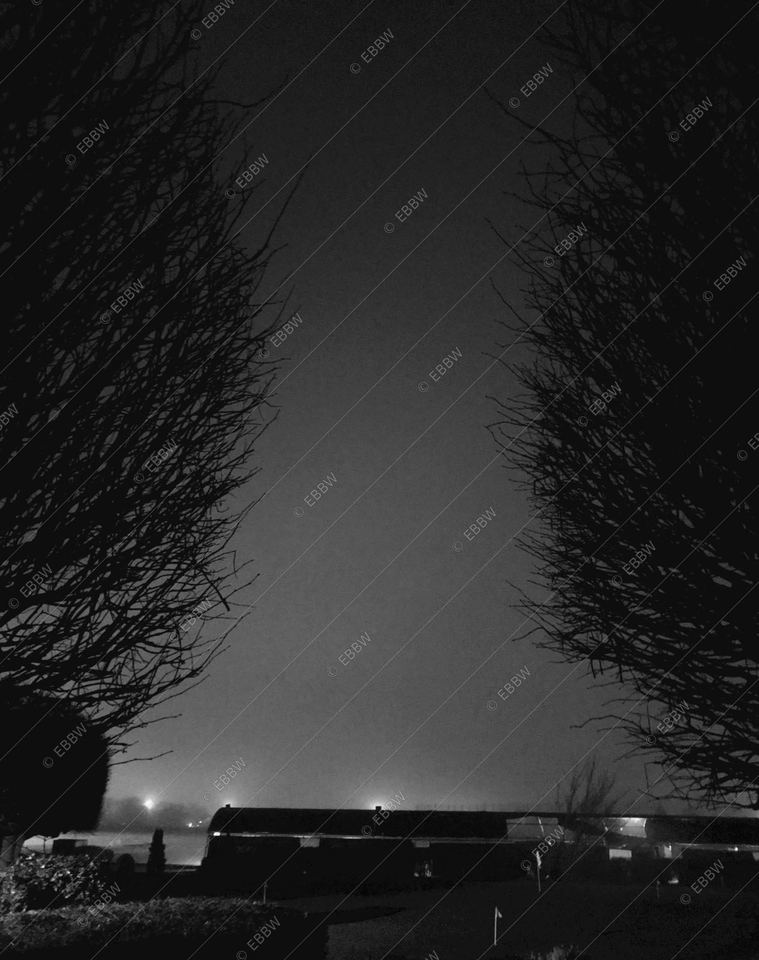 Allée d’arbres dans la brume de nuit