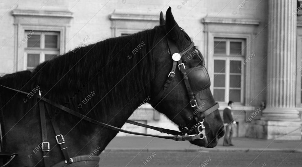 Cheval harnaché devant une façade à colonnes