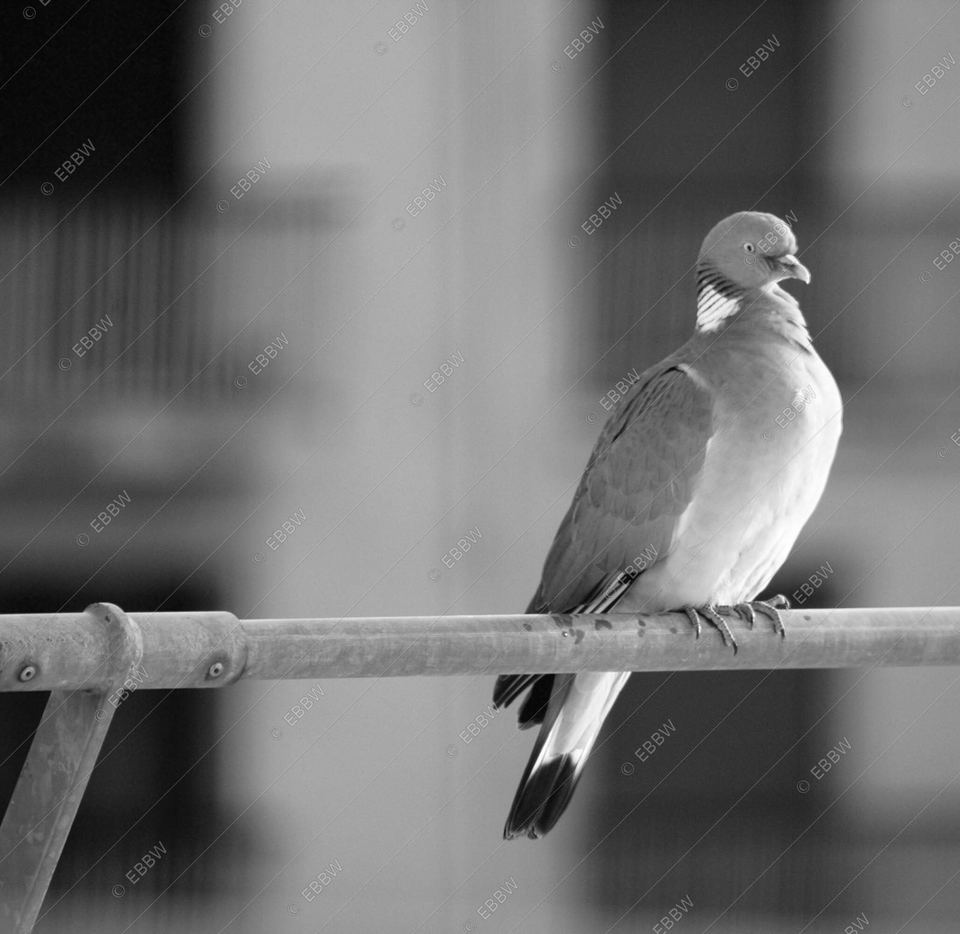 Pigeon posé sur une barre métallique