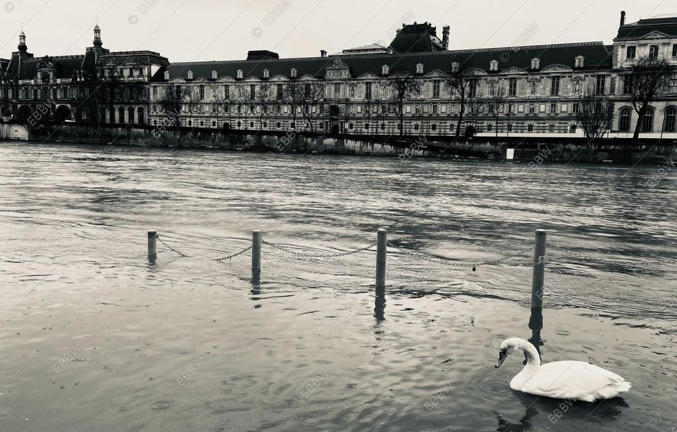 Cygne sur le fleuve en crue devant un palais