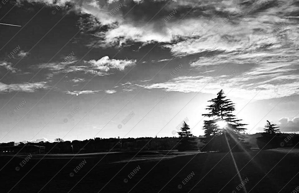 Soleil couchant derrière un cèdre