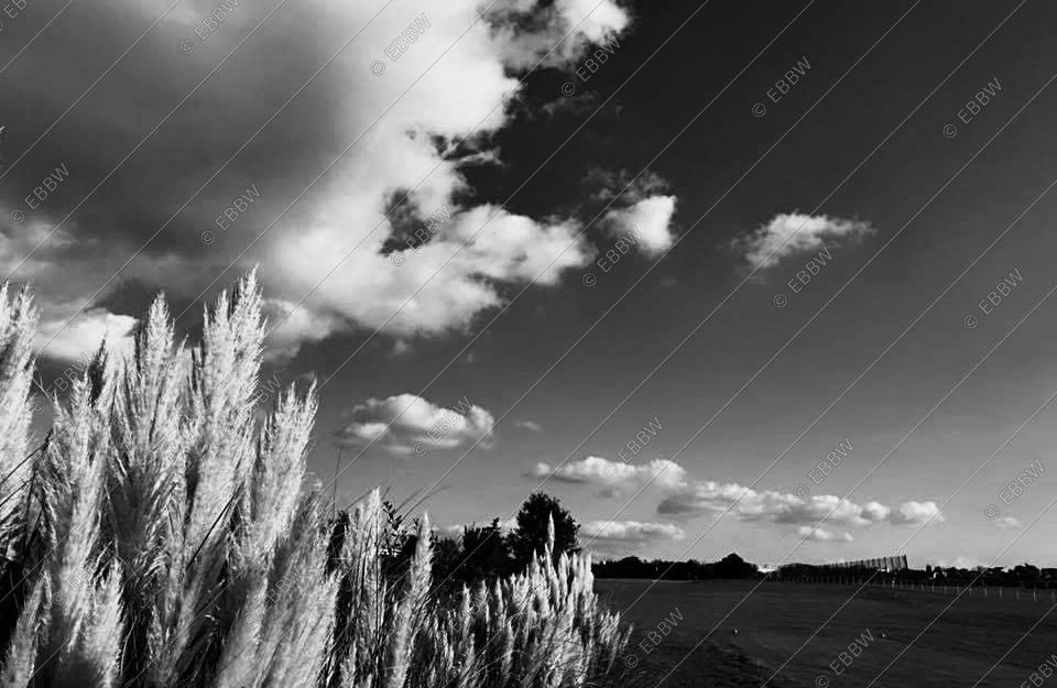 Herbes de la pampa sous un ciel de nuages