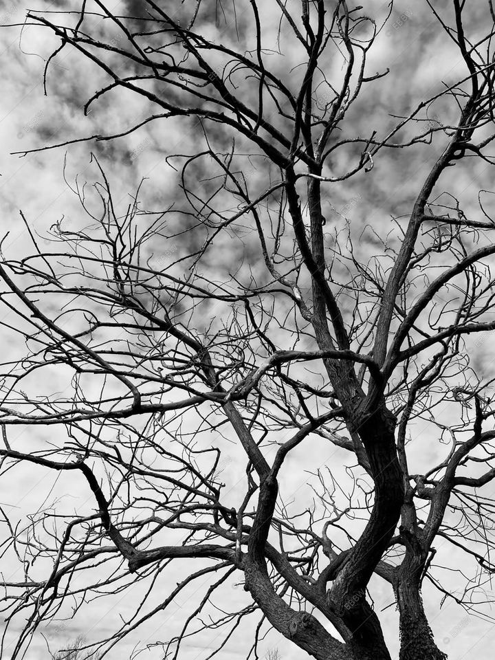 Branches nues entrelacées sur fond de ciel