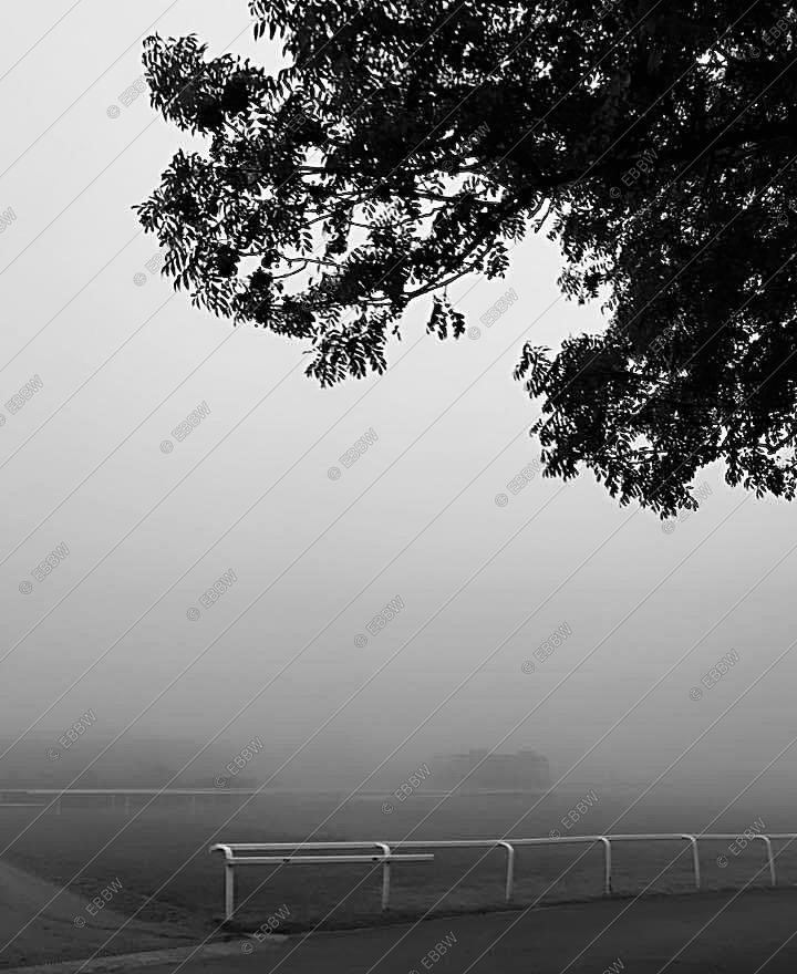 Feuillage au-dessus d’une piste dans la brume