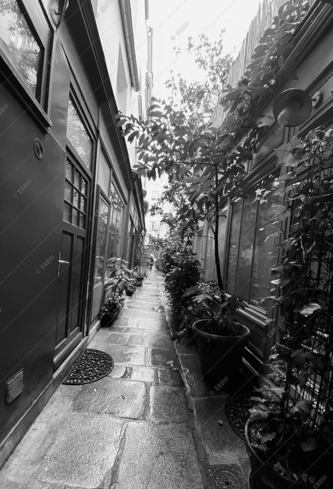 Passage étroit bordé de plantes